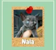 Nala