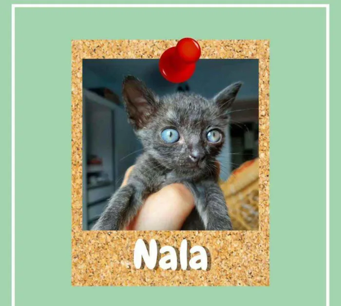 Gato ra a SRD-ViraLata idade 2 a 6 meses nome Nala