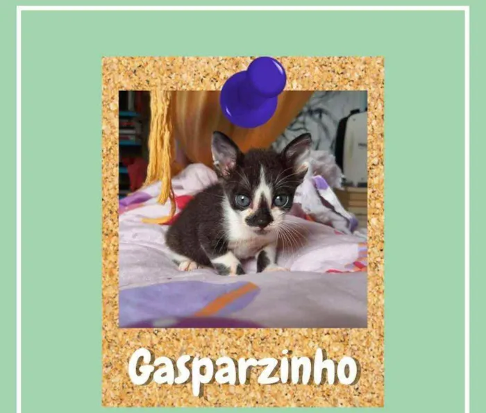 Gato ra a SRD-ViraLata idade 2 a 6 meses nome Gasparzinho