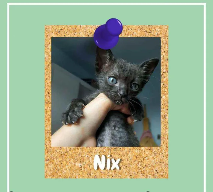 Gato ra a srd idade Abaixo de 2 meses nome Nix