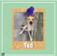 Ted