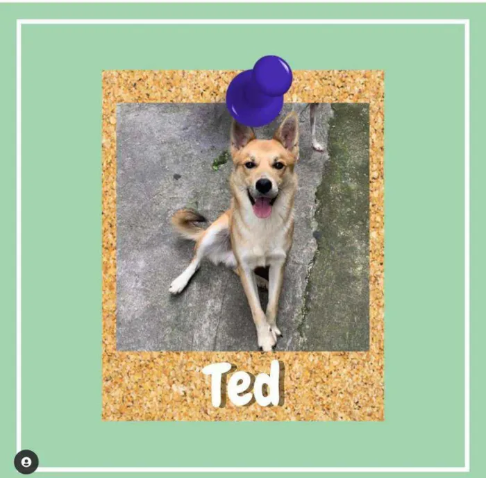 Cachorro ra a SRD-ViraLata idade 3 anos nome Ted