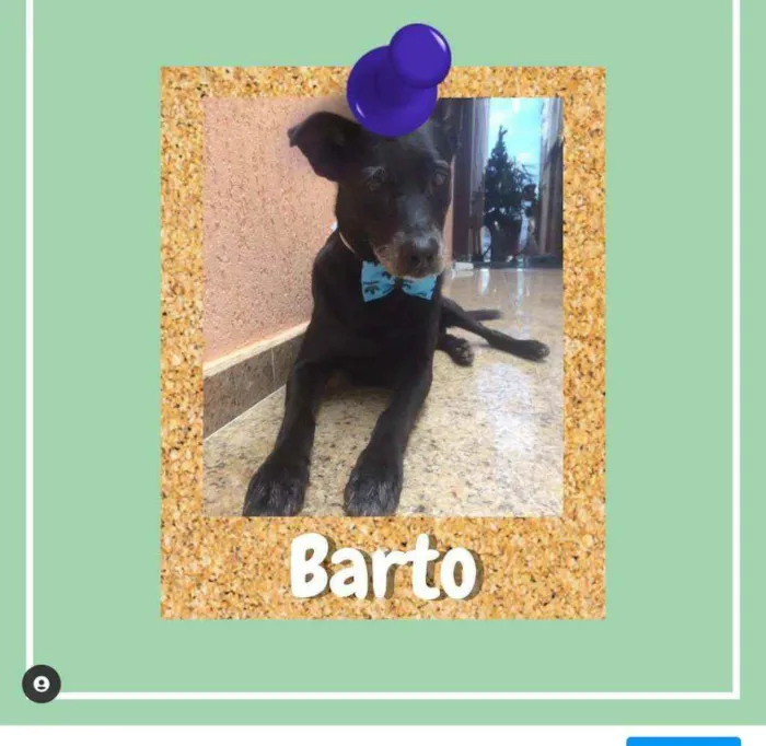 Cachorro ra a SRD-ViraLata idade 6 ou mais anos nome Barto