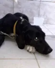 Cachorro raça SEM RAÇA  idade 1 ano nome NINA