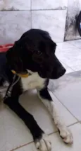 Cachorro raça SEM RAÇA  idade 1 ano nome NINA