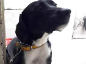 Cachorro raça SEM RAÇA  idade 1 ano nome NINA