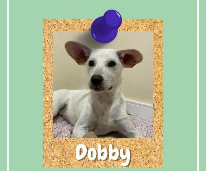 Cachorro ra a srd idade 2 a 6 meses nome Dobby
