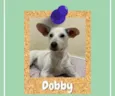 Dobby