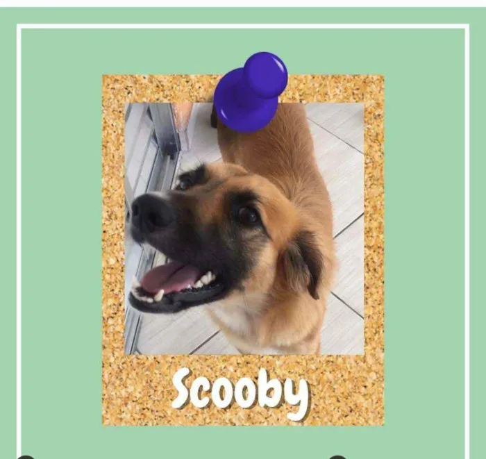 Cachorro ra a SRD-ViraLata idade 1 ano nome Scooby