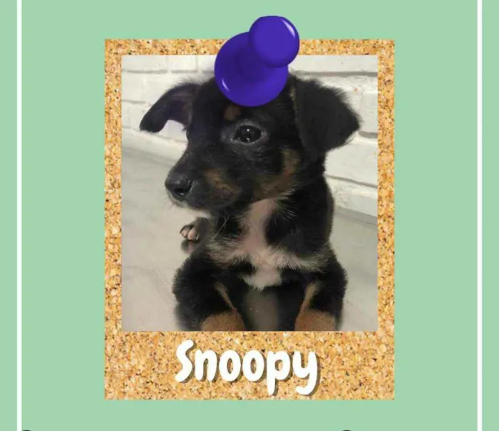 Cachorro ra a  srd idade 2 a 6 meses nome Snoopy