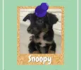Snoopy