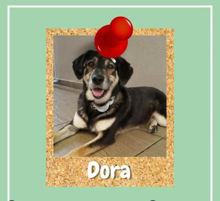 Cachorro ra a SRD-ViraLata idade 6 ou mais anos nome Dora