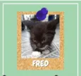 Fred