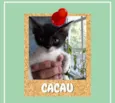 Cacau