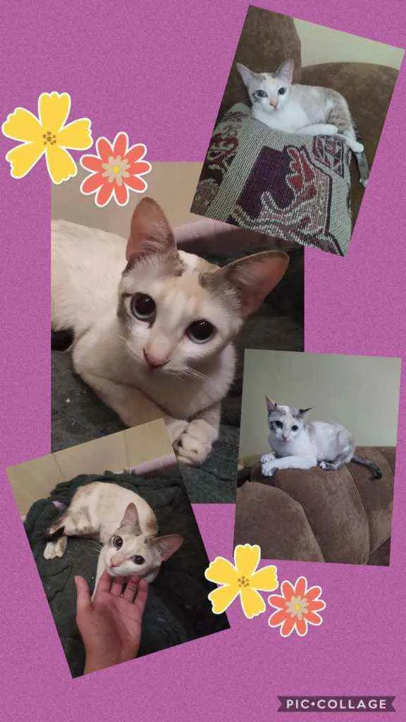 Gato raça Felino idade 2 a 6 meses nome Julie