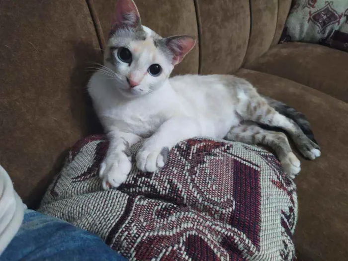 Gato raça Felino idade 2 a 6 meses nome Julie