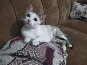 Gato raça Felino idade 2 a 6 meses nome Julie