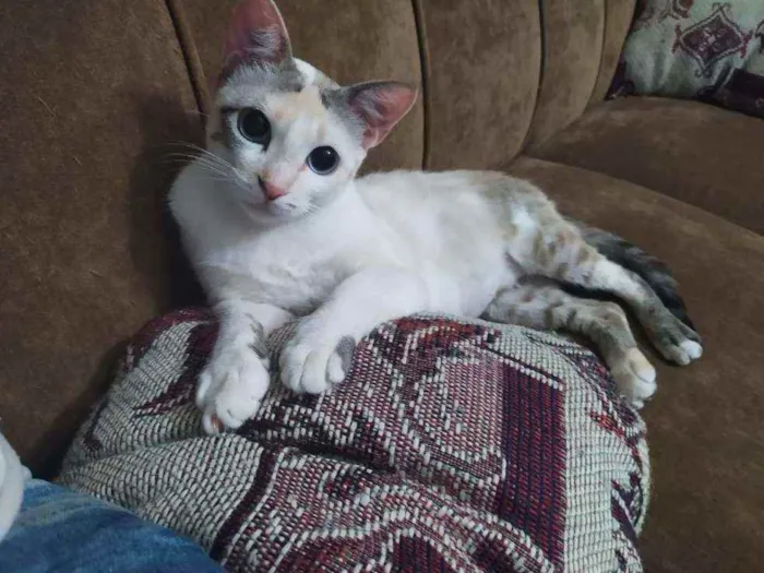 Gato raça Felino idade 2 a 6 meses nome Julie