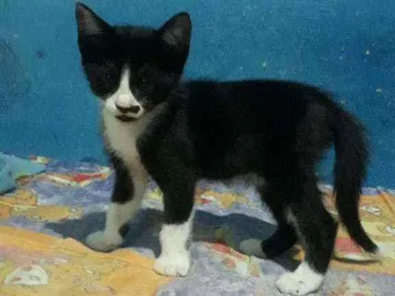 Gato ra a Vira-lata idade 2 a 6 meses nome Zetsu e Megumin