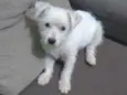 Belinha