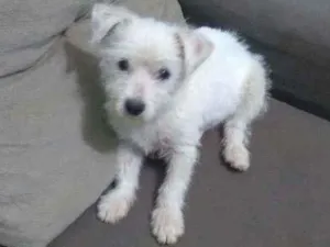 Cachorro raça Vira lata idade 2 a 6 meses nome Belinha