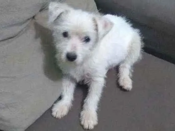 Cachorro raça Vira lata idade 2 a 6 meses nome Belinha
