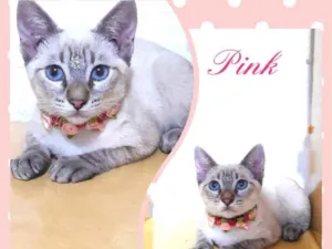 Gato raça Srd idade 2 a 6 meses nome Pink