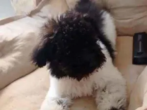 Cachorro raça Poodle idade 2 a 6 meses nome Billy
