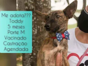 Cachorro raça SRD idade 2 a 6 meses nome Toddy