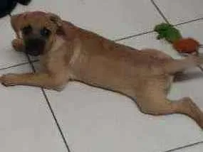 Cachorro raça SRD idade 2 a 6 meses nome Joe
