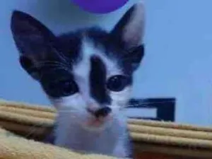 Gato raça srd idade Abaixo de 2 meses nome Derick