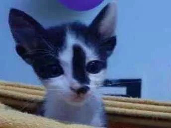 Gato ra a srd idade Abaixo de 2 meses nome Derick