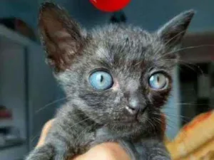 Gato raça SRD-ViraLata idade 2 a 6 meses nome Nala