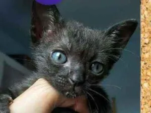 Gato raça srd idade Abaixo de 2 meses nome Nix