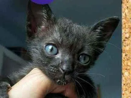 Gato ra a srd idade Abaixo de 2 meses nome Nix