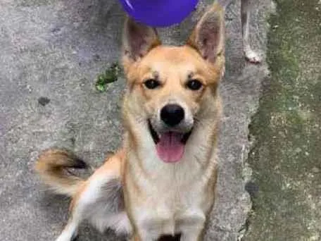 Cachorro ra a SRD-ViraLata idade 3 anos nome Ted