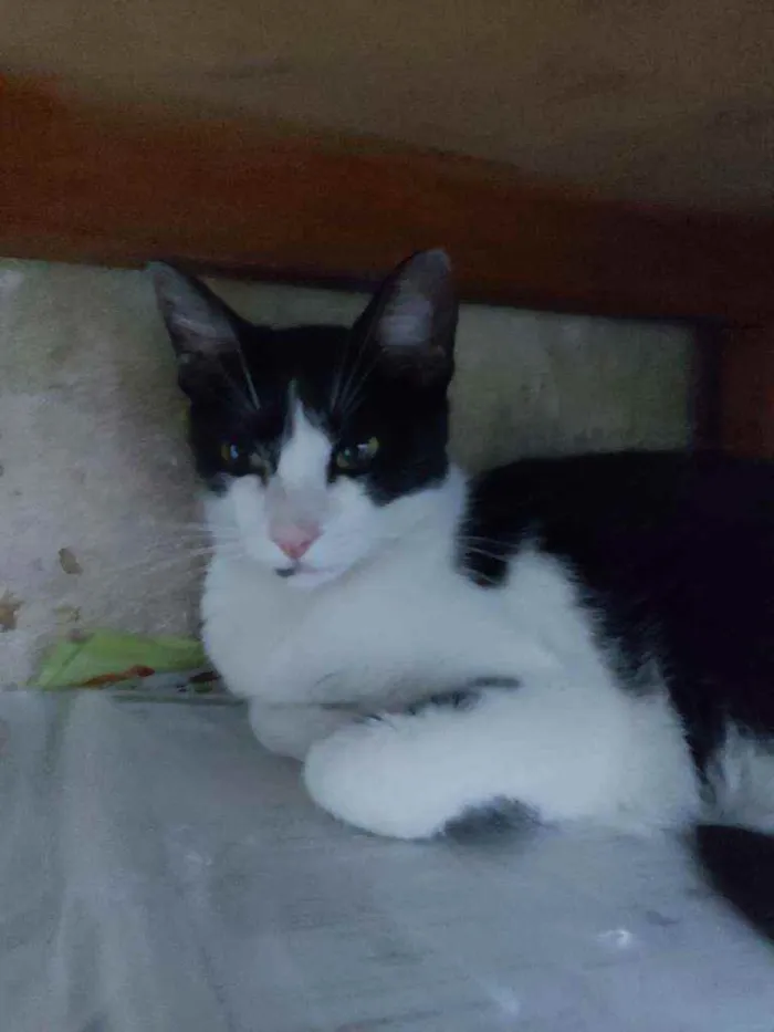 Gato raça Srd idade 7 a 11 meses nome Lolita