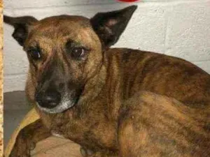Cachorro raça srd idade 5 anos nome Adrielly