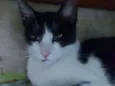 Gato raça Srd idade 7 a 11 meses nome Lolita