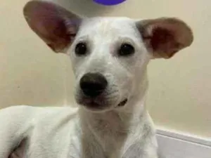 Cachorro raça srd idade 2 a 6 meses nome Dobby