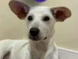 Dobby