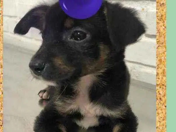 Cachorro ra a  srd idade 2 a 6 meses nome Snoopy