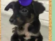 Snoopy