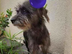 Cachorro raça  srd idade 2 anos nome João