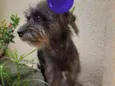 João