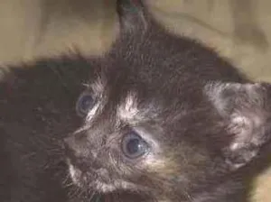 Gato raça srd idade Abaixo de 2 meses nome Alice