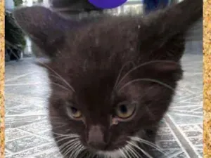 Gato raça srd idade 2 a 6 meses nome Fred