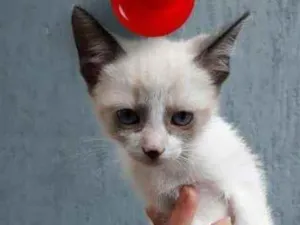 Gato raça srd idade 2 a 6 meses nome Nina
