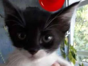 Gato raça srd idade 2 a 6 meses nome Cacau
