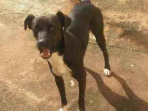 Cachorro raça Vira lata idade 7 a 11 meses nome Snupy